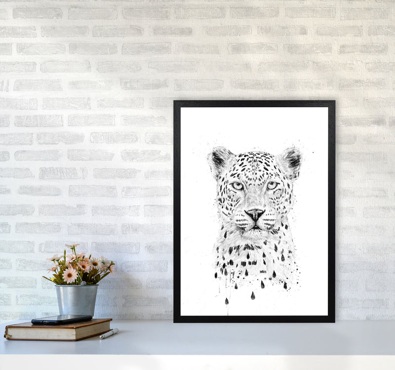 Raining Again Cheetah Animal Art Print by Balaz Solti A2 White Frame