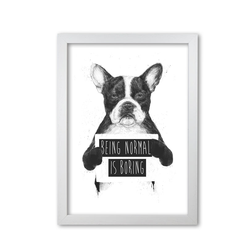 Being Normal Is Boring Animal Art Print by Balaz Solti White Grain