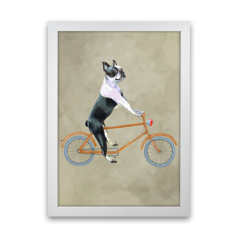Boston Terrier On Bicycle Art Print by Coco Deparis White Grain