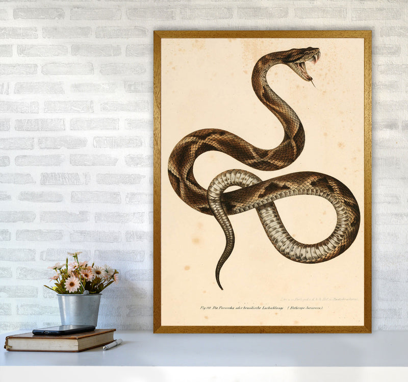 Vintage Snake Art Print by Jason Stanley