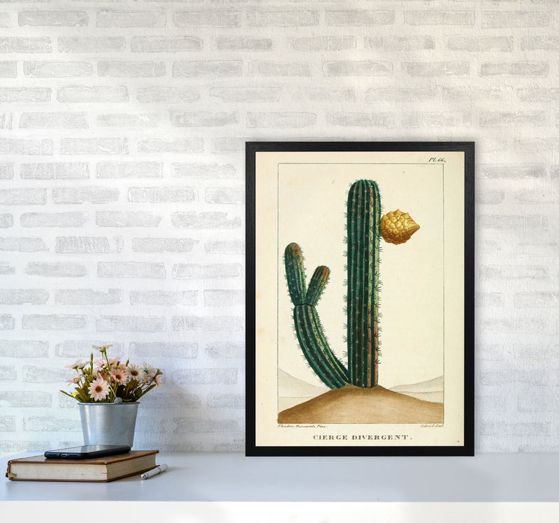 Vintage Cactus Art Print by Jason Stanley A2 White Frame