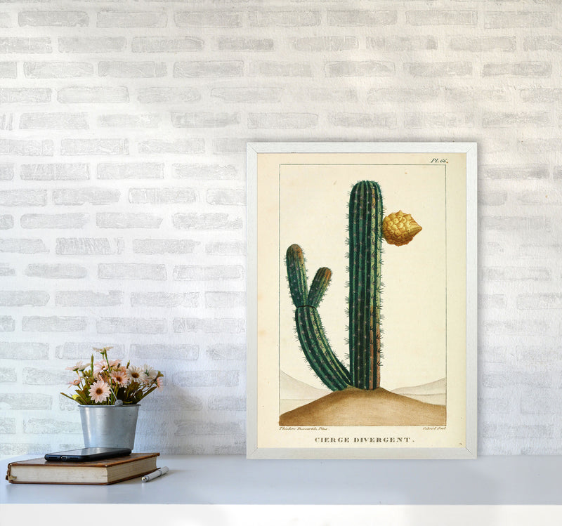 Vintage Cactus Art Print by Jason Stanley A2 Oak Frame