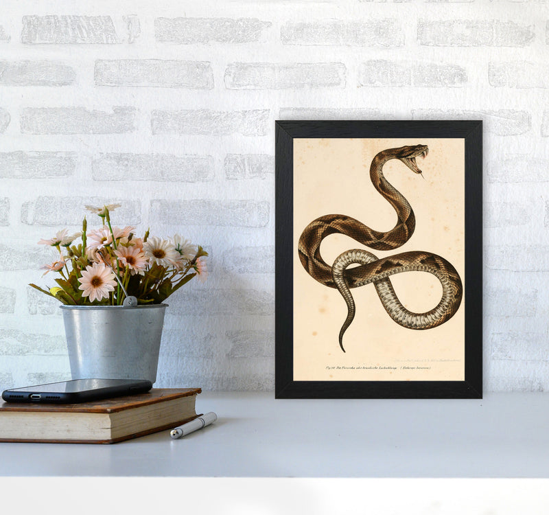 Vintage Snake Art Print by Jason Stanley