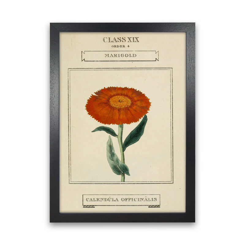 Vintage Flower Series 9 Art Print by Jason Stanley Black Grain