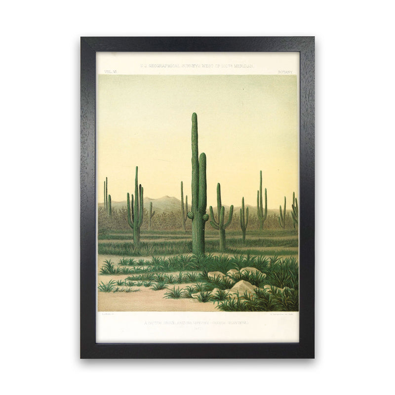 Vintage Desert Cactus Art Print by Jason Stanley Black Grain