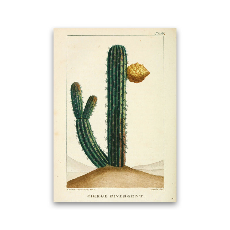 Vintage Cactus Art Print by Jason Stanley Print Only