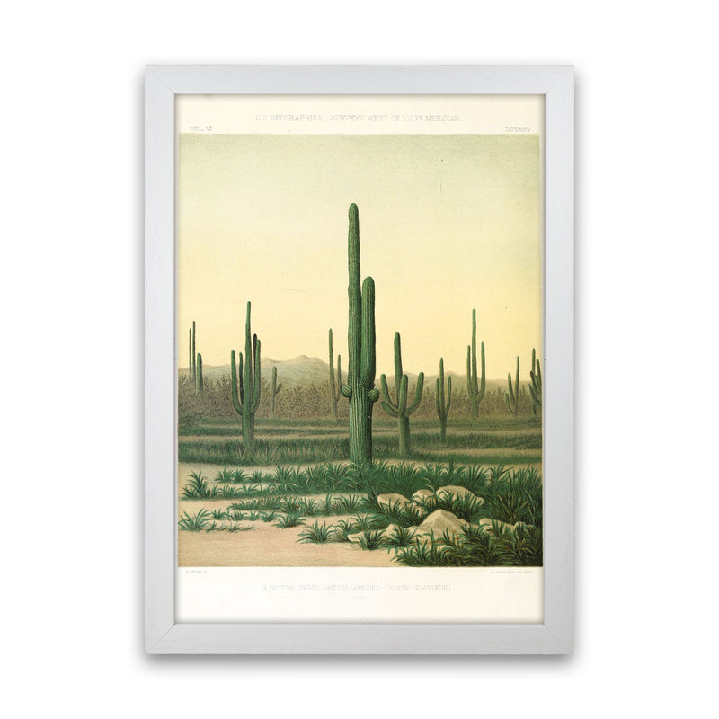 Vintage Desert Cactus Art Print by Jason Stanley White Grain