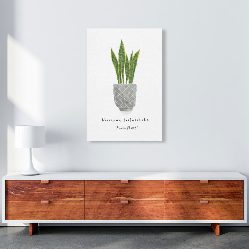 Snake Plant  Art Print by Laura Irwin A1 Canvas