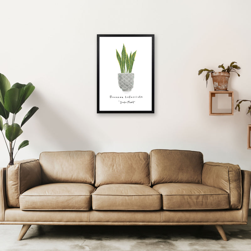 Snake Plant  Art Print by Laura Irwin A2 White Frame