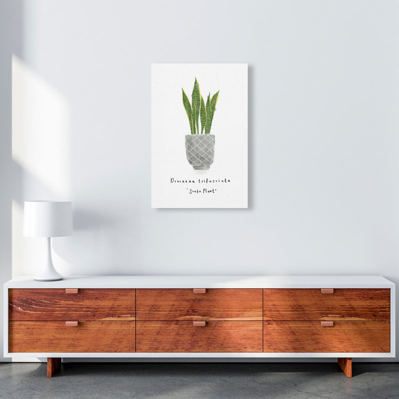 Snake Plant  Art Print by Laura Irwin A2 Canvas