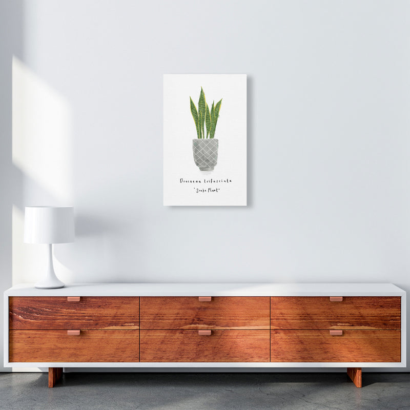 Snake Plant  Art Print by Laura Irwin A3 Canvas
