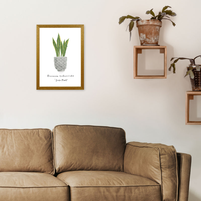Snake Plant  Art Print by Laura Irwin A3 Print Only