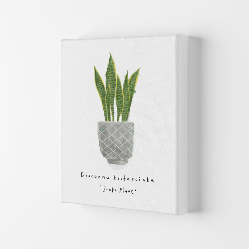 Snake Plant  Art Print by Laura Irwin Canvas