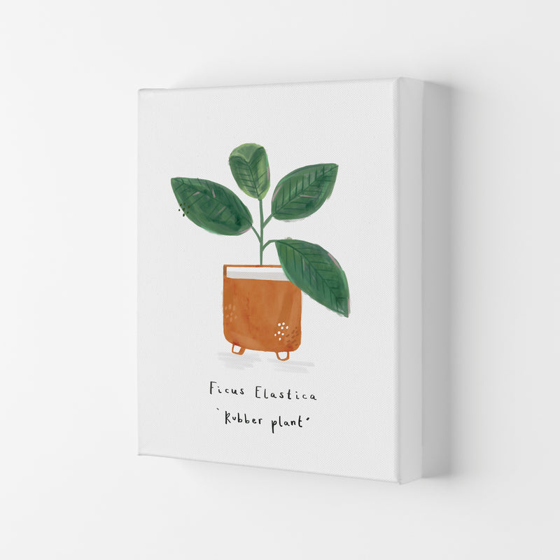 Rubber Plant  Art Print by Laura Irwin Canvas