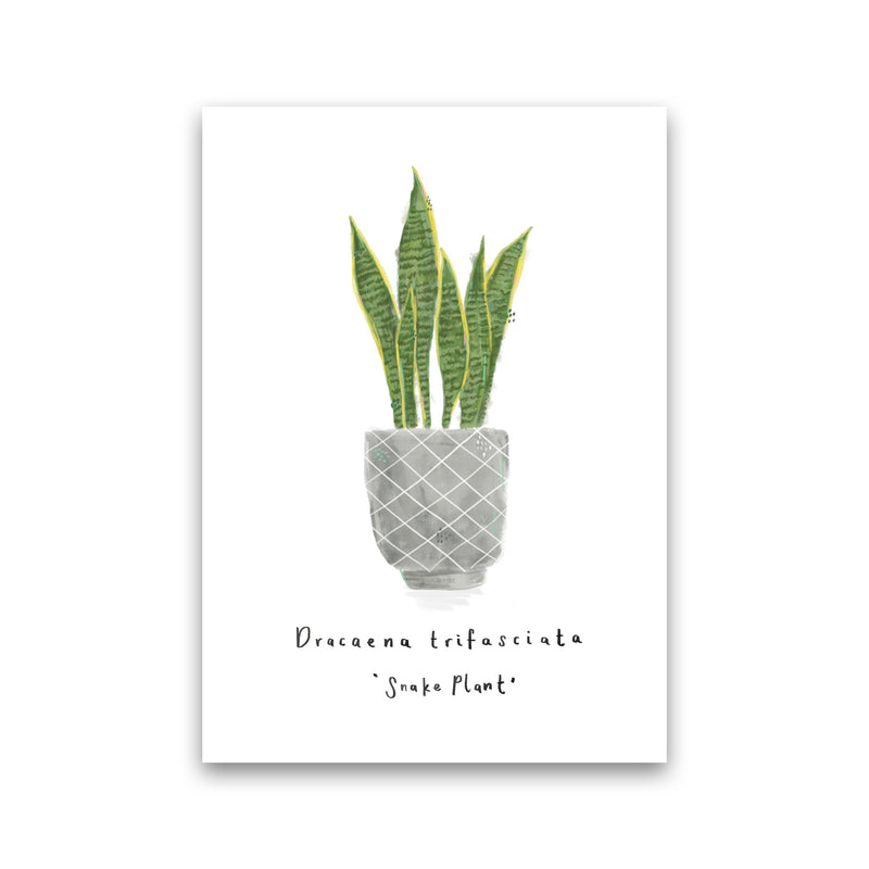 Snake Plant  Art Print by Laura Irwin Print Only
