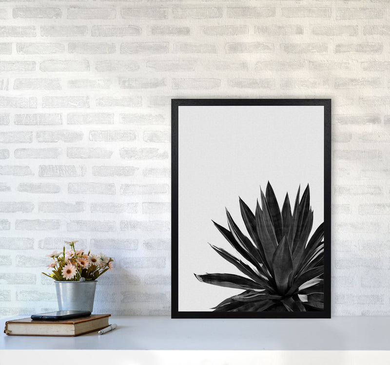 Agave Cactus Black And White Print By Orara Studio, Framed Botanical Nature Art A2 White Frame