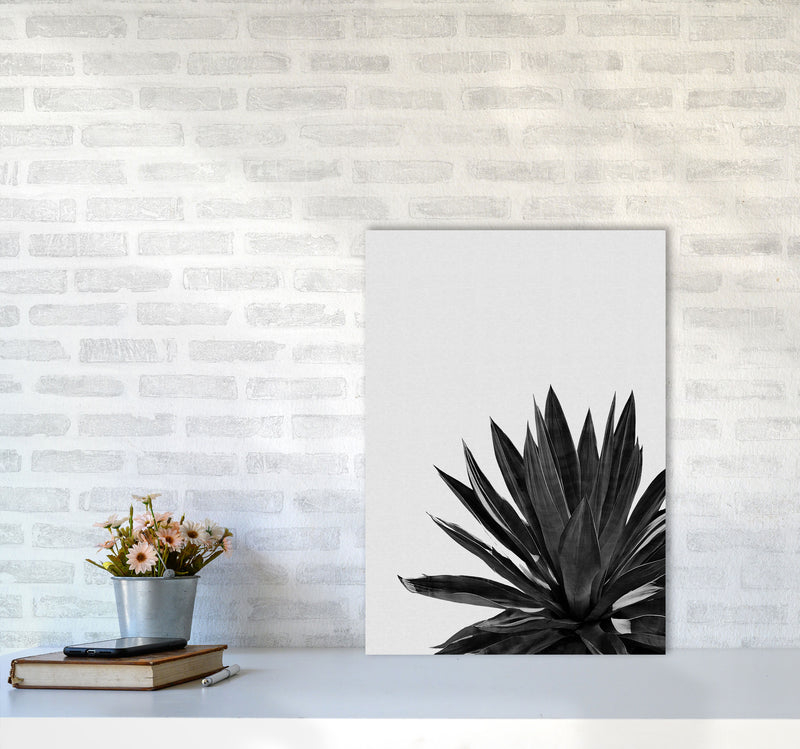 Agave Cactus Black And White Print By Orara Studio, Framed Botanical Nature Art A2 Black Frame