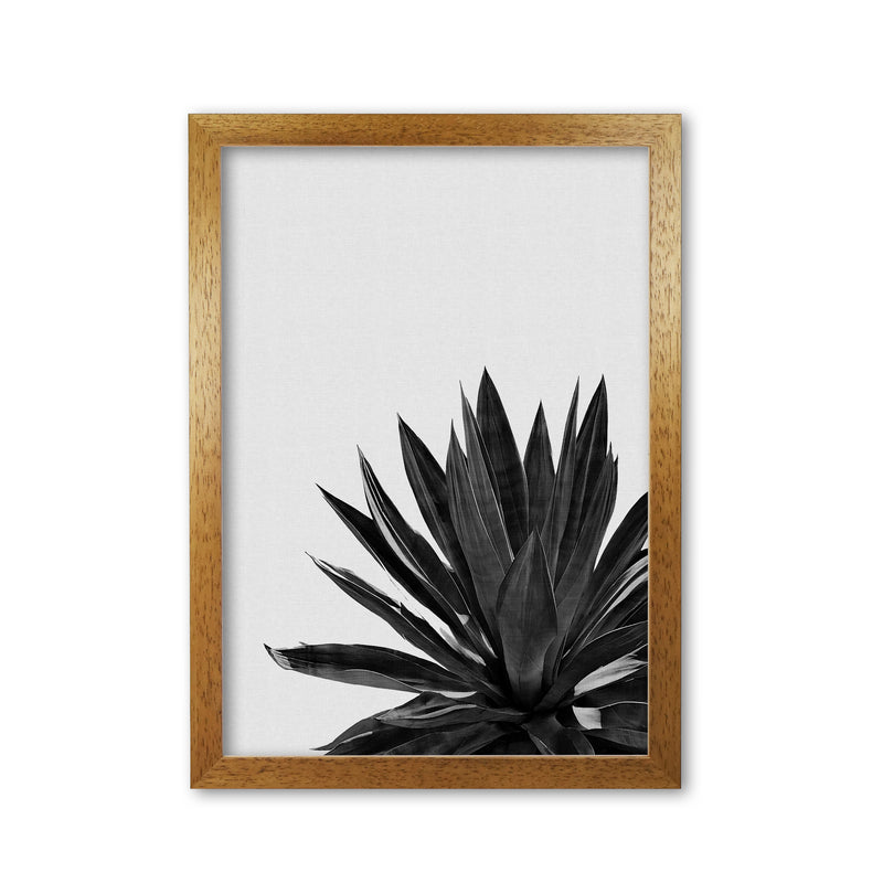 Agave Cactus Black And White Print By Orara Studio, Framed Botanical Nature Art Oak Grain