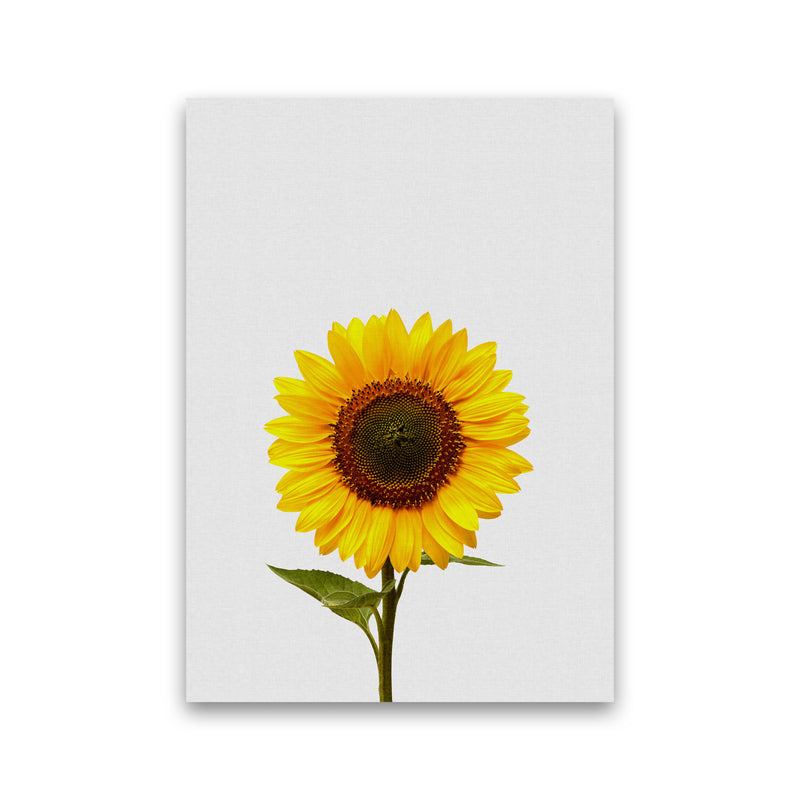 Sunflower Still Life Print By Orara Studio, Framed Botanical & Nature Art Print Print Only