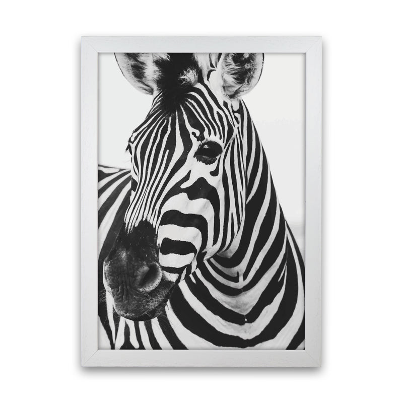 Black And White Zebra Modern Print Animal Art Print White Grain
