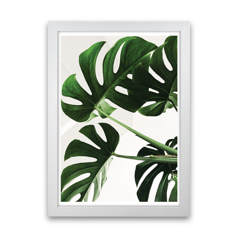 Monstera Leaf  Art Print by Pixy Paper White Grain