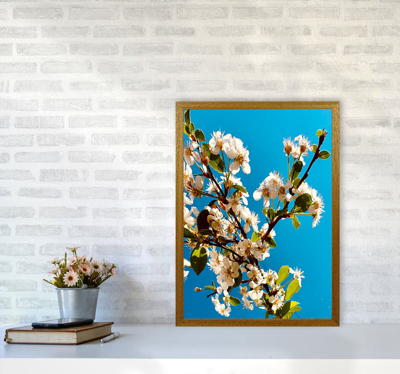 Under Cherry Blossom Art Print by Proper Job Studio A2 Print Only