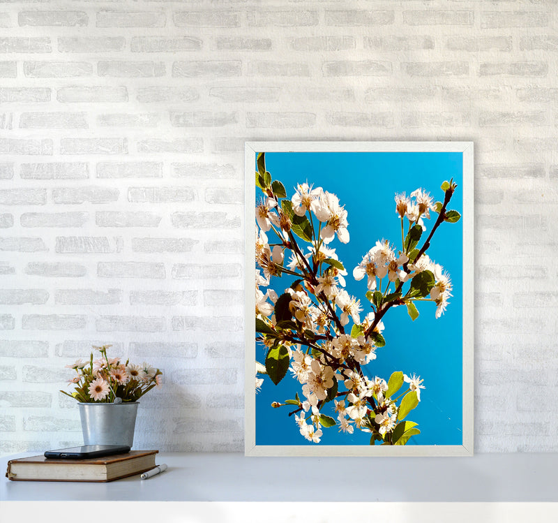 Under Cherry Blossom Art Print by Proper Job Studio A2 Oak Frame