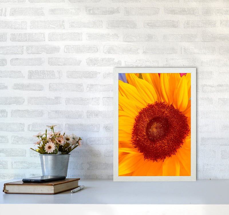 Sunflower Art Print by Proper Job Studio A3 Oak Frame