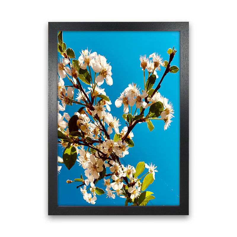 Under Cherry Blossom Art Print by Proper Job Studio Black Grain