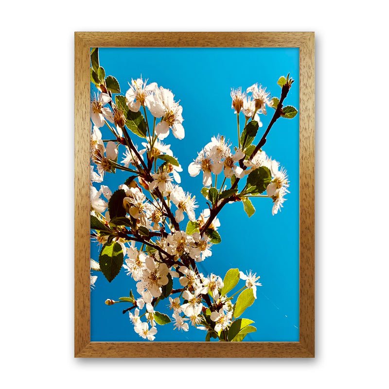 Under Cherry Blossom Art Print by Proper Job Studio Oak Grain