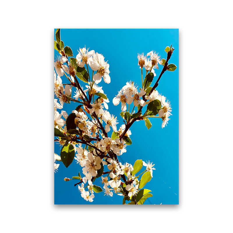 Under Cherry Blossom Art Print by Proper Job Studio Print Only
