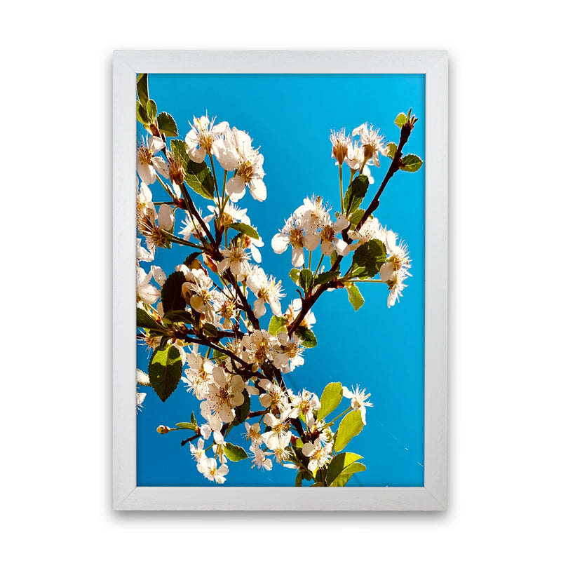 Under Cherry Blossom Art Print by Proper Job Studio White Grain