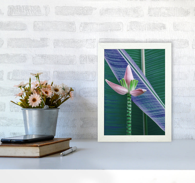 The Banana Flower Art Print by Seven Trees Design A4 Oak Frame
