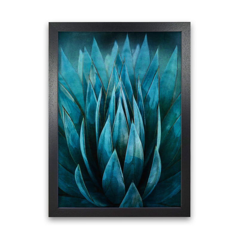 Blue Succulent Art Print by Seven Trees Design Black Grain
