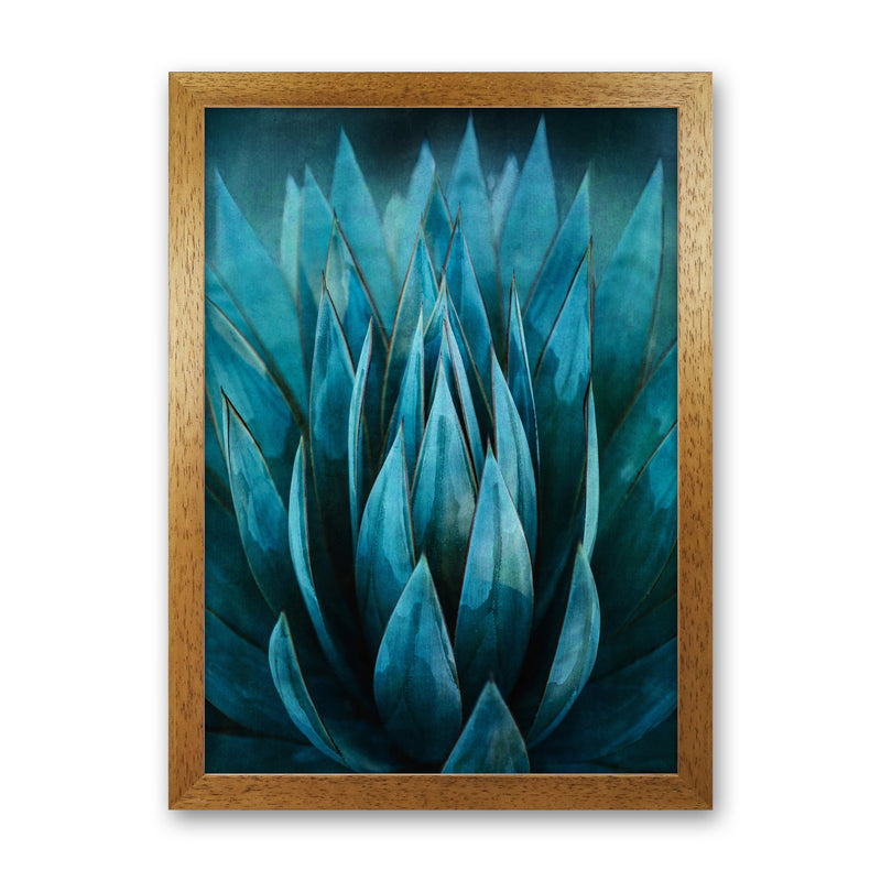 Blue Succulent Art Print by Seven Trees Design Oak Grain