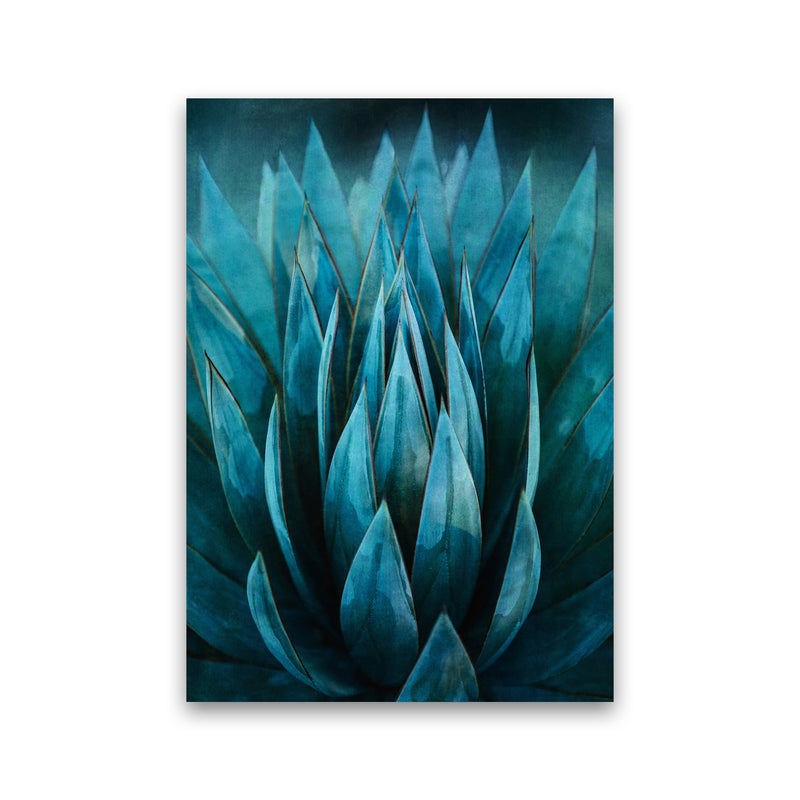 Blue Succulent Art Print by Seven Trees Design Print Only