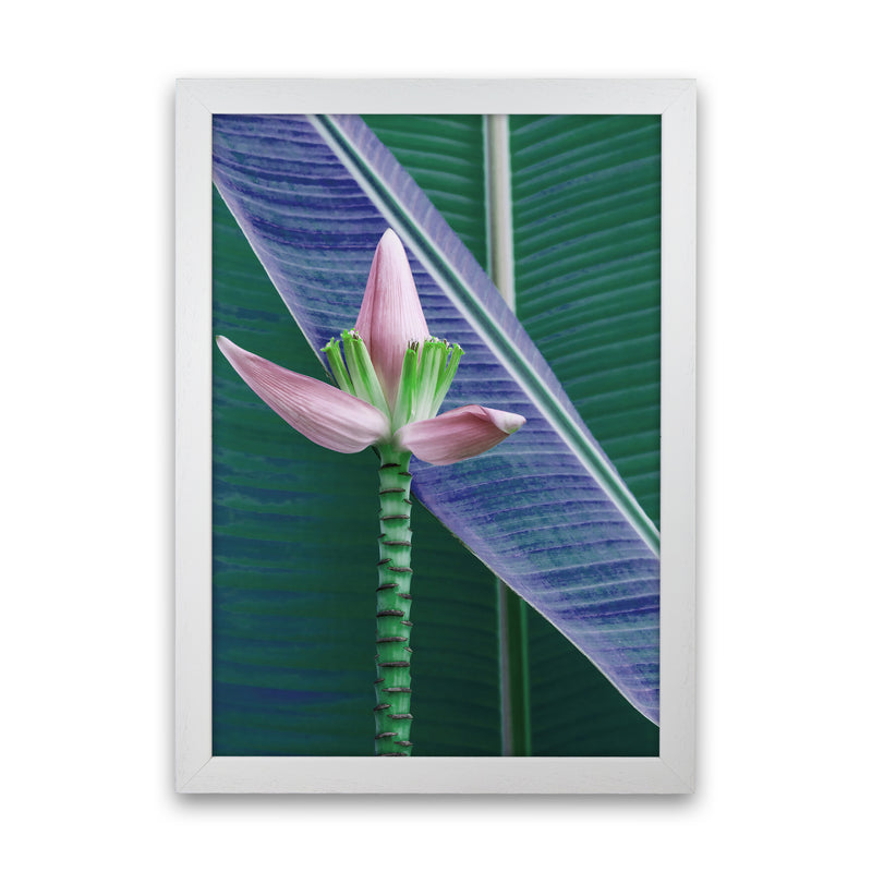 The Banana Flower Art Print by Seven Trees Design White Grain