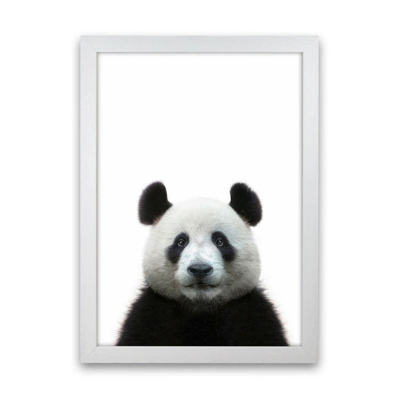 The Panda Art Print by Seven Trees Design White Grain