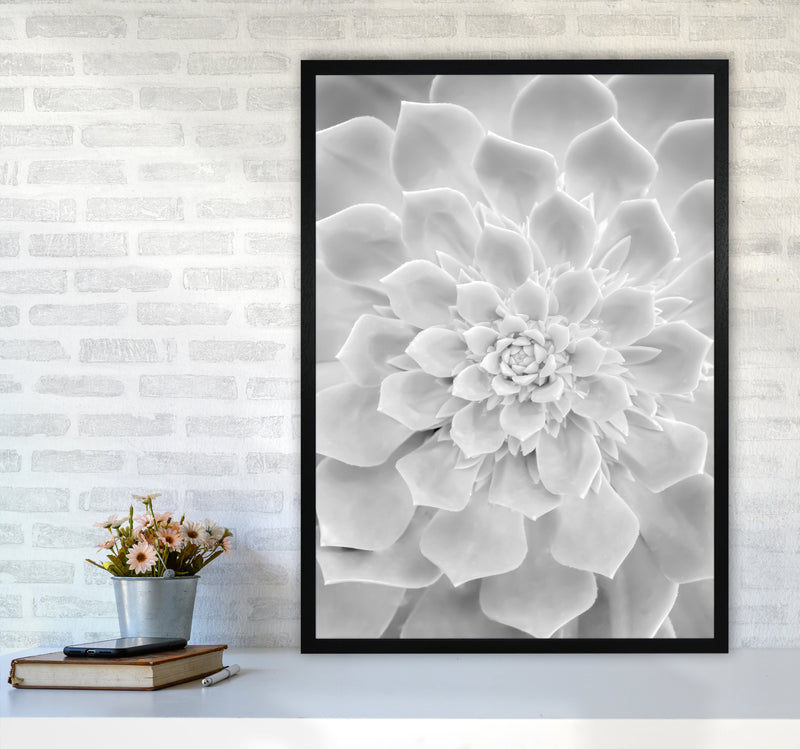White Succulent Plant Photography Print by Victoria Frost A1 White Frame