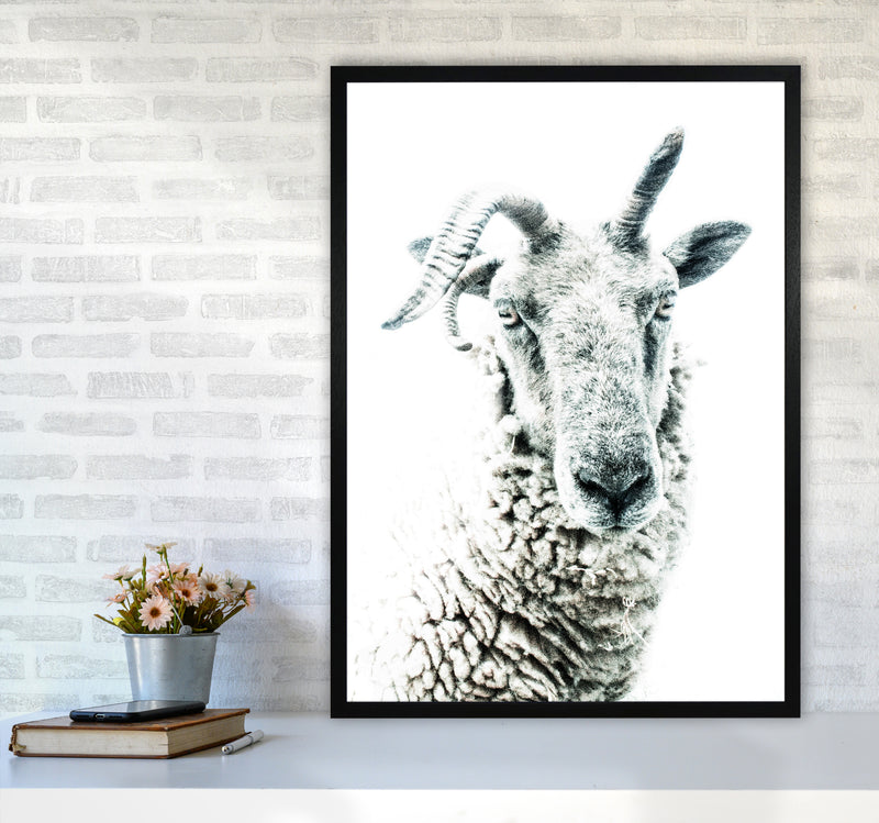 Sheep Photography Print by Victoria Frost A1 White Frame