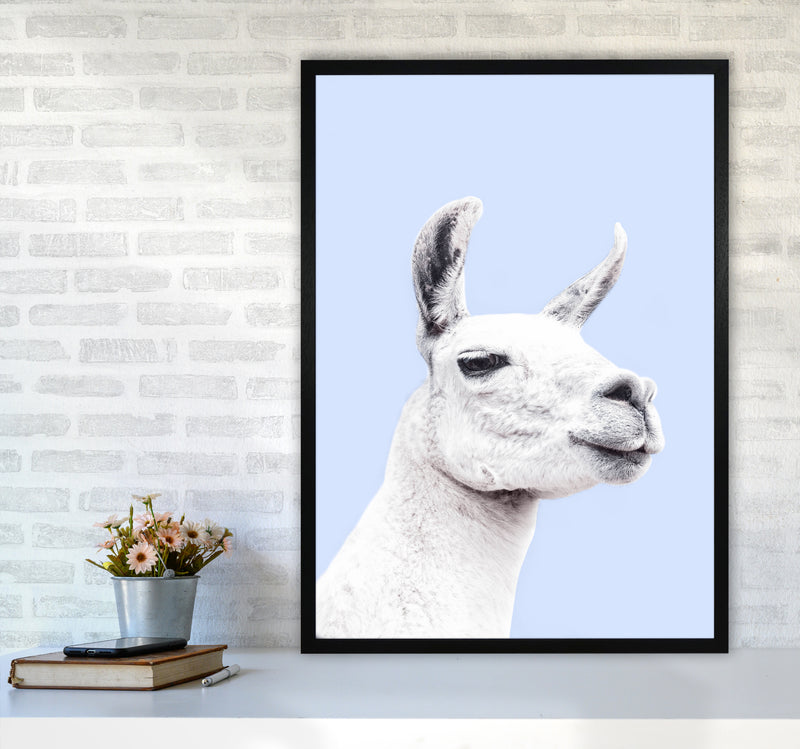 Blue Llama Photography Print by Victoria Frost A1 White Frame