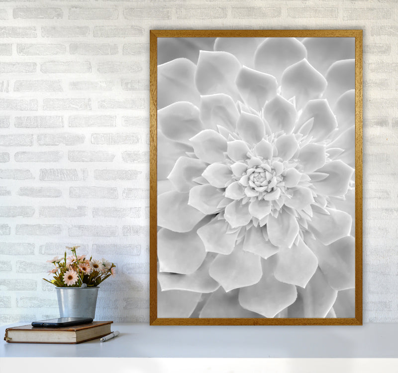White Succulent Plant Photography Print by Victoria Frost A1 Print Only