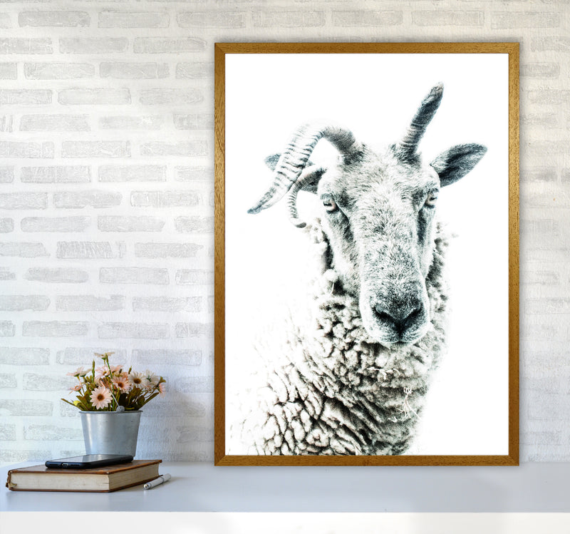 Sheep Photography Print by Victoria Frost A1 Print Only