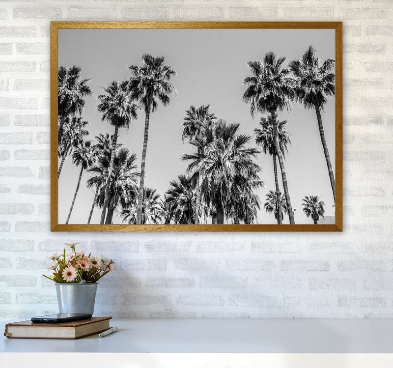 Sabal palmetto I Palm Trees Photography Print by Victoria Frost A1 Print Only