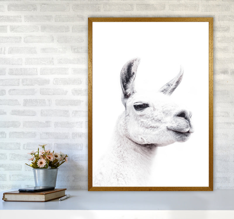 Llama I Photography Print by Victoria Frost A1 Print Only