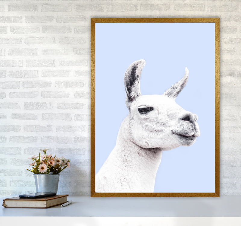 Blue Llama Photography Print by Victoria Frost A1 Print Only