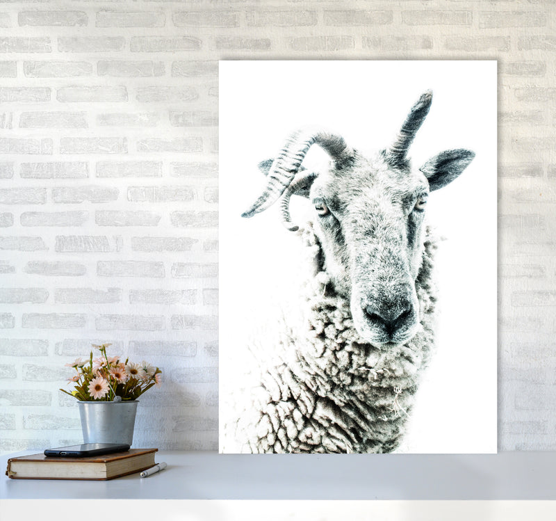 Sheep Photography Print by Victoria Frost A1 Black Frame