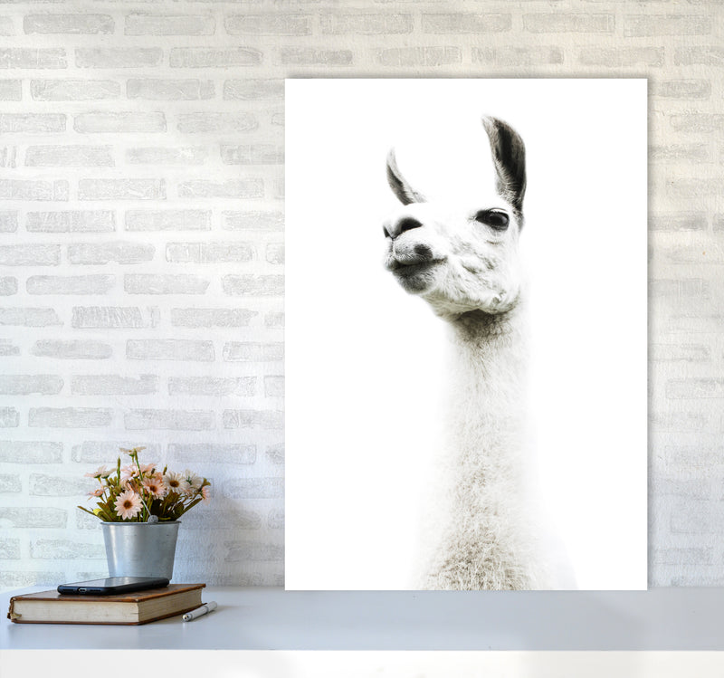 Llama II Photography Print by Victoria Frost A1 Black Frame