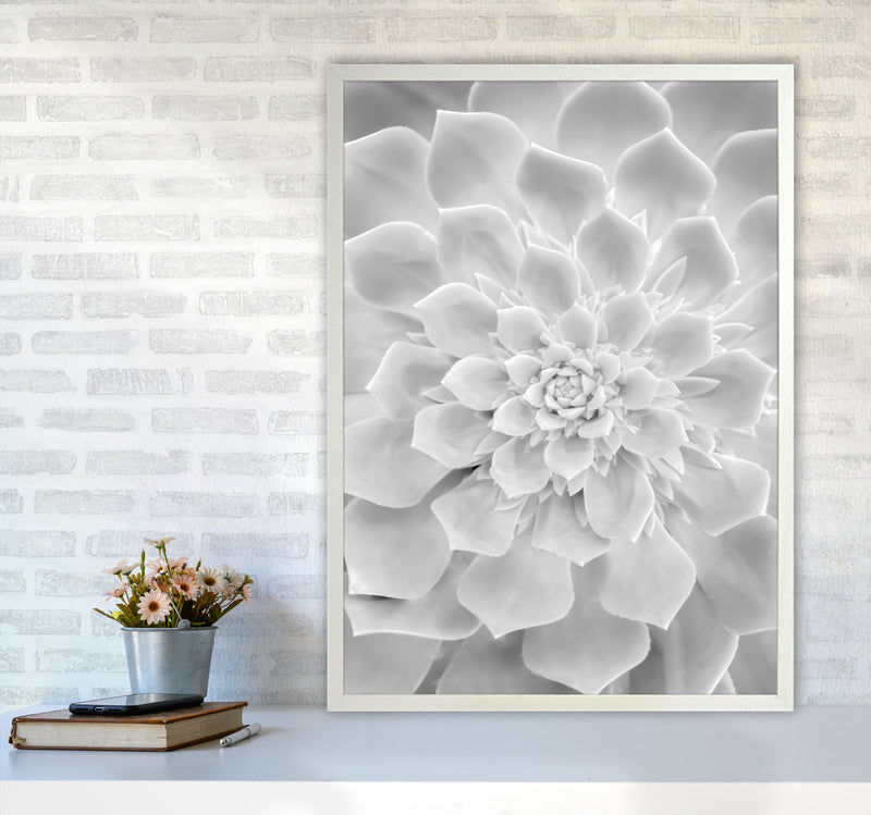 White Succulent Plant Photography Print by Victoria Frost A1 Oak Frame