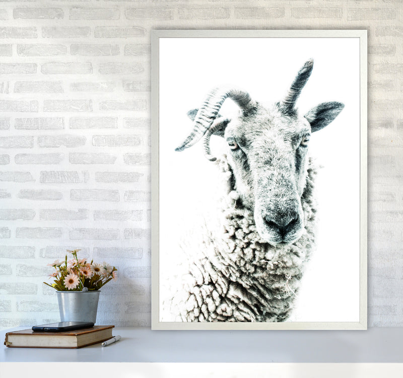 Sheep Photography Print by Victoria Frost A1 Oak Frame